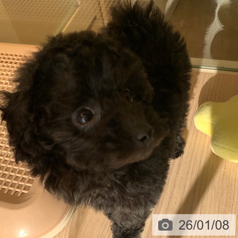 千葉県のトイプードル(トイ) (ペットプラス 幕張新都心店/2025年10月31日生まれ/女の子/ブラック)の子犬の3枚目の画像