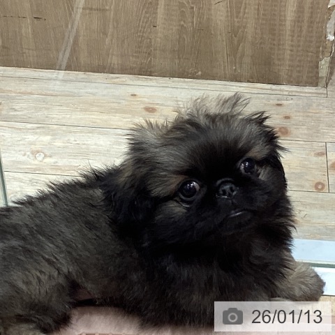 ペキニーズの写真