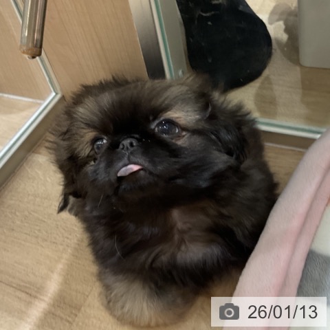 埼玉県のペキニーズ (ペットプラス ららぽーと富士見店/2025年10月25日生まれ/男の子/フォーン)の子犬の3枚目の画像