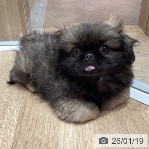 埼玉県のペキニーズ (ペットプラス ららぽーと富士見店/2025年10月25日生まれ/男の子/フォーン)の子犬の4枚目の画像