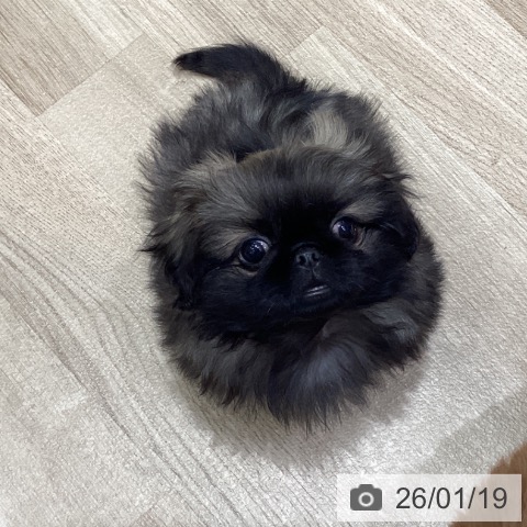 埼玉県のペキニーズ (ペットプラス ららぽーと富士見店/2025年10月25日生まれ/男の子/フォーン)の子犬の3枚目の画像