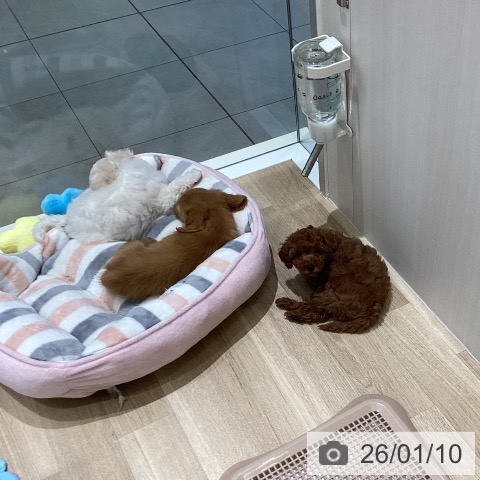 ミニチュア・ダックスフンドの写真