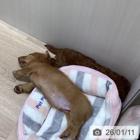 ミニチュア・ダックスフンドの写真