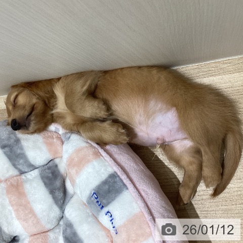 ミニチュア・ダックスフンドの写真