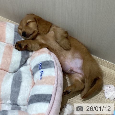 ミニチュア・ダックスフンドの写真