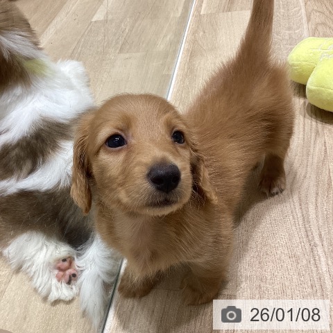 ミニチュア・ダックスフンドの写真