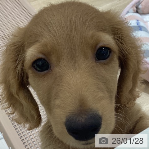 ミニチュア・ダックスフンドの写真