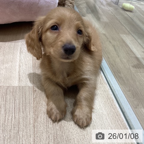 長野県のミニチュアダックスフンド(ロング) (ペットプラス 須坂店/2025年11月6日生まれ/男の子/レッド)の子犬の4枚目の画像