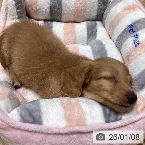 長野県のミニチュアダックスフンド(ロング) (ペットプラス 須坂店/2025年11月6日生まれ/男の子/レッド)の子犬の4枚目の画像