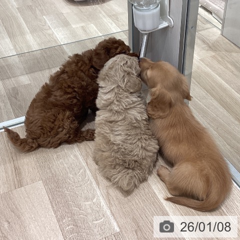 長野県のミニチュアダックスフンド(ロング) (ペットプラス 須坂店/2025年11月6日生まれ/男の子/レッド)の子犬の3枚目の画像