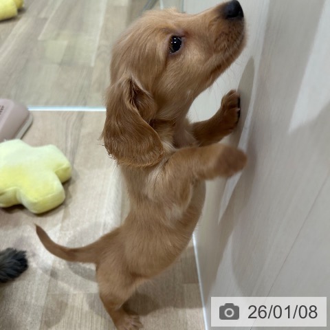 神奈川県のミニチュアダックスフンド(ロング) (ペットプラス ゆめが丘ソラトス店/2025年11月6日生まれ/男の子/レッド)の子犬の4枚目の画像