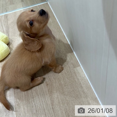 神奈川県のミニチュアダックスフンド(ロング) (ペットプラス ゆめが丘ソラトス店/2025年11月6日生まれ/男の子/レッド)の子犬の3枚目の画像