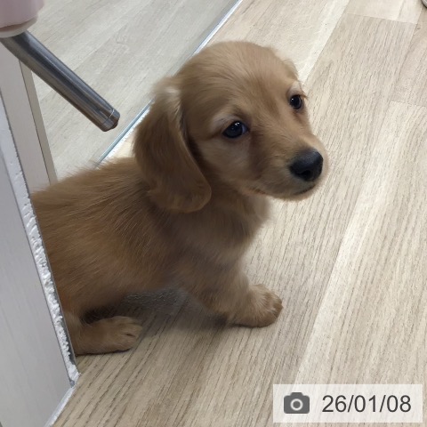 東京都のミニチュアダックスフンド(ロング) (ペットプラス むさし村山店/2025年11月6日生まれ/男の子/レッド)の子犬の3枚目の画像