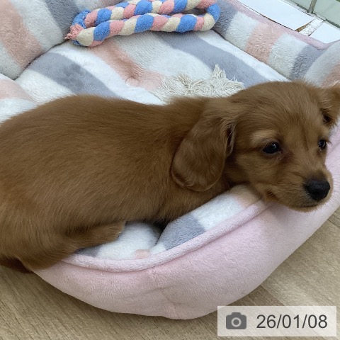 山梨県のミニチュアダックスフンド(ロング) (ペットプラス 甲府昭和店/2025年11月6日生まれ/女の子/レッド)の子犬の4枚目の画像