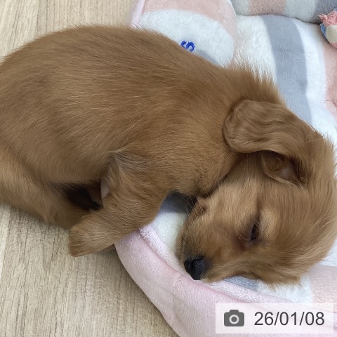 山梨県のミニチュアダックスフンド(ロング) (ペットプラス 甲府昭和店/2025年11月6日生まれ/女の子/レッド)の子犬の3枚目の画像