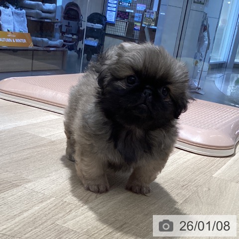 茨城県のペキニーズ (ペットプラス つくば店/2025年11月8日生まれ/男の子/フォーン)の子犬の4枚目の画像