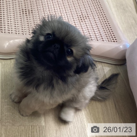 茨城県のペキニーズ (ペットプラス つくば店/2025年11月8日生まれ/男の子/フォーン)の子犬の3枚目の画像