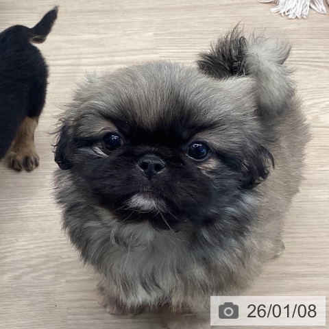 千葉県のペキニーズ (ペットプラス 幕張新都心店/2025年11月8日生まれ/女の子/フォーン)の子犬の4枚目の画像