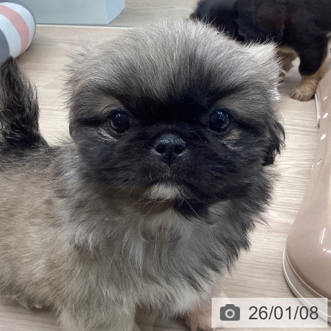 千葉県のペキニーズ (ペットプラス 幕張新都心店/2025年11月8日生まれ/女の子/フォーン)の子犬の3枚目の画像