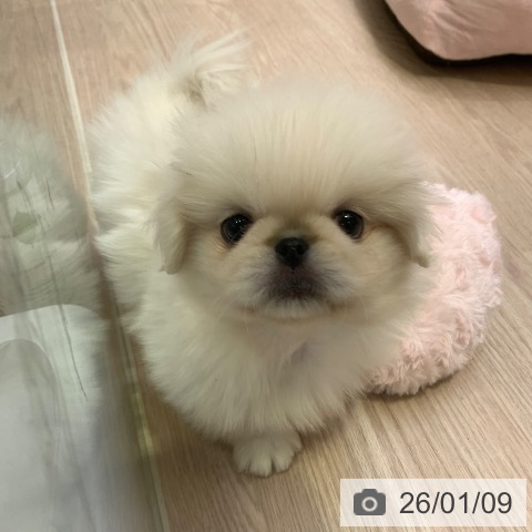 千葉県のペキニーズ (ペットプラス 幕張新都心店/2025年11月8日生まれ/男の子/ホワイト)の子犬の4枚目の画像