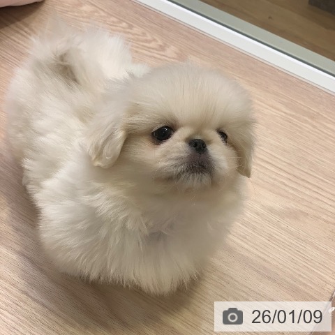 千葉県のペキニーズ (ペットプラス 幕張新都心店/2025年11月8日生まれ/男の子/ホワイト)の子犬の3枚目の画像