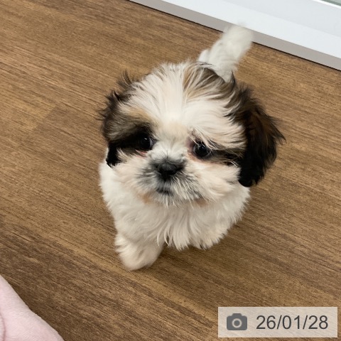 千葉県のシーズー (ペッツワン 千葉ニュータウン店/2025年11月8日生まれ/女の子/ホワイトゴールド)の子犬の4枚目の画像