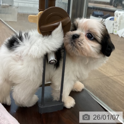 千葉県のシーズー (ペッツワン 千葉ニュータウン店/2025年11月8日生まれ/女の子/ホワイトゴールド)の子犬の3枚目の画像