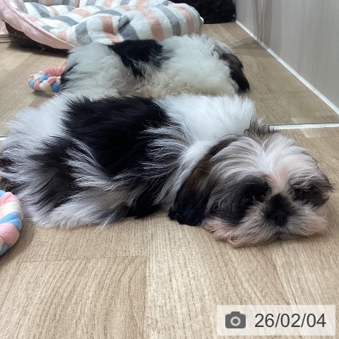 シー・ズーの写真