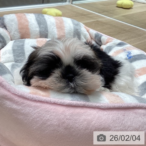 シー・ズーの写真