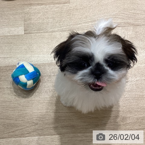 シー・ズーの写真