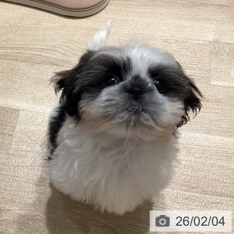 シー・ズーの写真