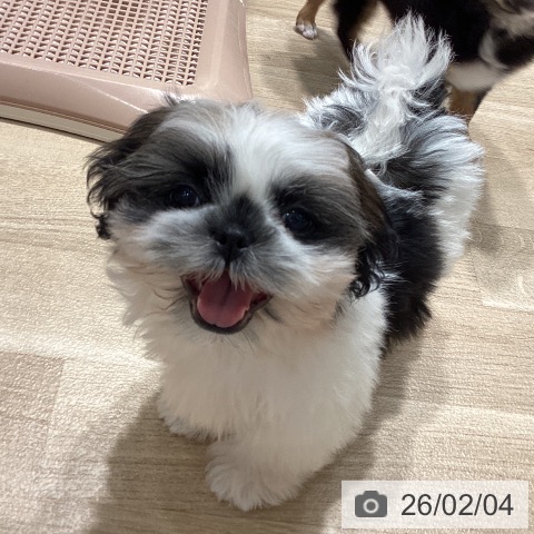 シー・ズーの写真