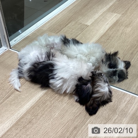 シー・ズーの写真