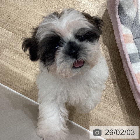 埼玉県のシーズー (ペットプラス ピオニウォーク東松山店/2025年11月8日生まれ/女の子/ホワイトゴールド)の子犬の4枚目の画像