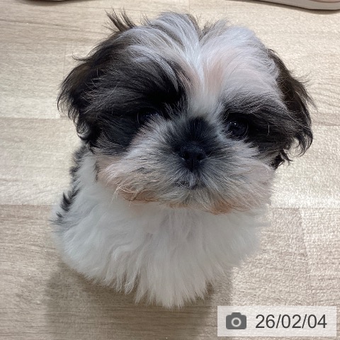 埼玉県のシーズー (ペットプラス ピオニウォーク東松山店/2025年11月8日生まれ/女の子/ホワイトゴールド)の子犬の3枚目の画像