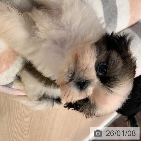 千葉県のシーズー (ペットプラス 幕張新都心店/2025年11月8日生まれ/女の子/ホワイトゴールド)の子犬の3枚目の画像