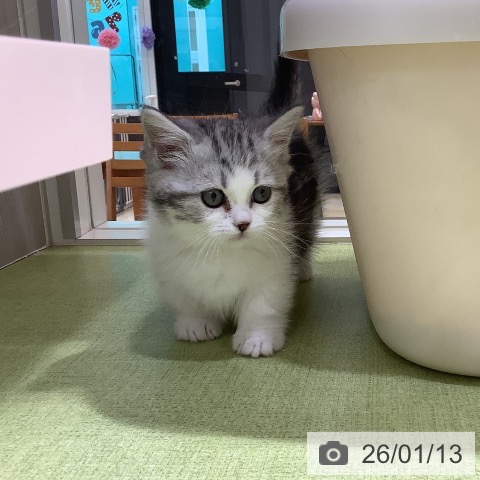 長野県のマンチカン (ペットプラス 松本店/2025年11月7日生まれ/女の子/シルバータビーホワイト)の子猫の4枚目の画像