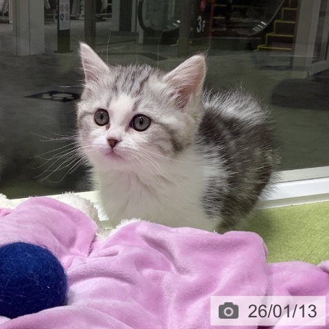 長野県のマンチカン (ペットプラス 松本店/2025年11月7日生まれ/女の子/シルバータビーホワイト)の子猫の3枚目の画像