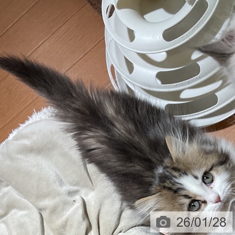 マンチカンの写真