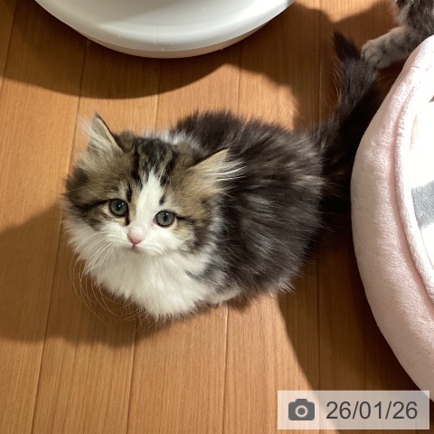 埼玉県のマンチカン (ペットプラス イオンモール春日部店/2025年11月7日生まれ/女の子/ブラウンタビーホワイト)の子猫の3枚目の画像