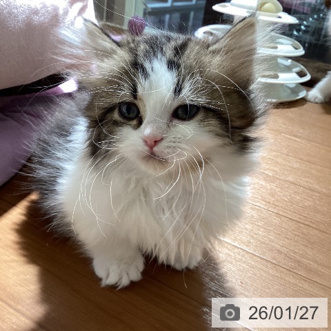 マンチカンの写真