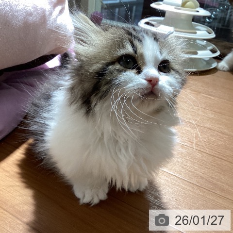 埼玉県のマンチカン (ペットプラス イオンモール春日部店/2025年11月7日生まれ/女の子/ブラウンタビーホワイト)の子猫の4枚目の画像