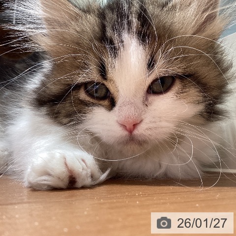 埼玉県のマンチカン (ペットプラス イオンモール春日部店/2025年11月7日生まれ/女の子/ブラウンタビーホワイト)の子猫の3枚目の画像