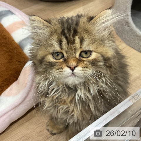 スコティッシュフォールドの写真