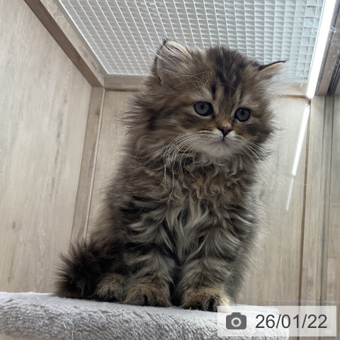 埼玉県のスコティッシュフォールド (ペットプラス 与野店/2025年11月8日生まれ/女の子/ブラウンパッチドタビー)の子猫の4枚目の画像