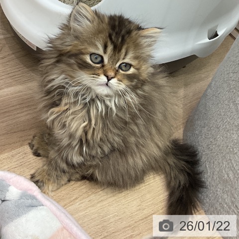 埼玉県のスコティッシュフォールド (ペットプラス 与野店/2025年11月8日生まれ/女の子/ブラウンパッチドタビー)の子猫の3枚目の画像