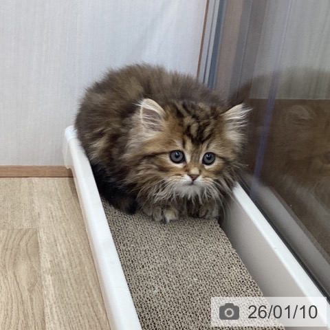宮城県のスコティッシュフォールド (ペットプラス 名取店/2025年11月8日生まれ/女の子/ブラウンタビー)の子猫の4枚目の画像