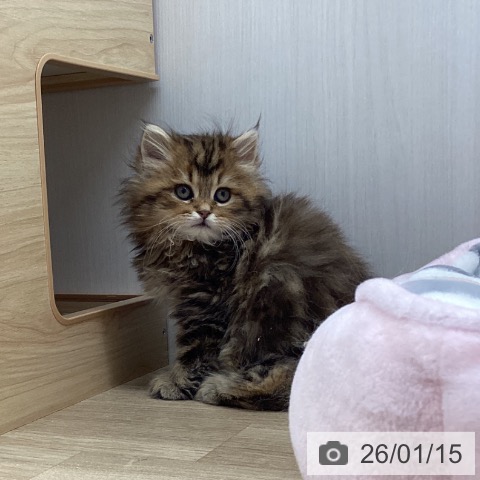 宮城県のスコティッシュフォールド (ペットプラス 名取店/2025年11月8日生まれ/女の子/ブラウンタビー)の子猫の3枚目の画像