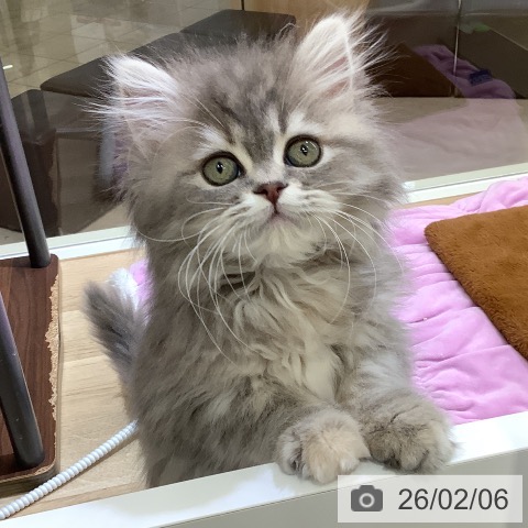 東京都のスコティッシュフォールド (ペットプラス 日の出店/2025年11月8日生まれ/女の子/ブルーパッチドタビー)の子猫の3枚目の画像