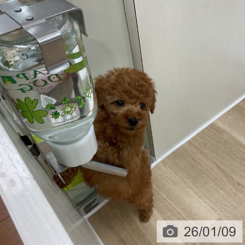 神奈川県のトイプードル(トイ) (ペットプラス アミーゴ藤沢店/2025年11月8日生まれ/男の子/レッド)の子犬の4枚目の画像